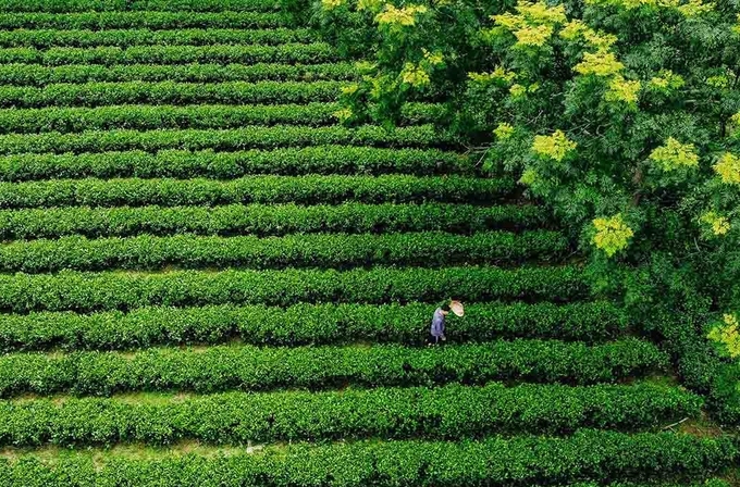 2-173940_90.jpg Sản xuất chè hữu cơ giúp nâng cao thu nhập cho người dân địa phương, hướng tới phát triển bền vững. Ảnh: Phạm Hiếu.