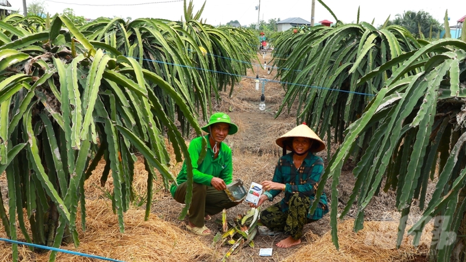 Nhờ sản xuất theo hướng hữu cơ, đạt tiêu chuẩn GlobalGAP, thanh long của ông Toàn luôn được bao tiêu với giá tốt. Ảnh: Trần Trung.
