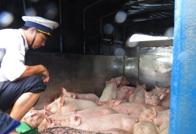 Cán bộ thú y tỉnh Quảng Bình thực hiện giám sát vận chuyển động vật qua địa bàn. Ảnh : T. Phùng.