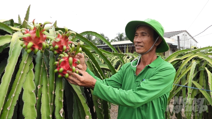 Việc sản xuất đạt tiêu chuẩn GlobalGAP hoặc các tiêu chuẩn xuất khẩu sang thị trường khó tính là hướng đi tất yếu cho sự phát triển bền vững của thanh long. Ảnh: Trần Phi.