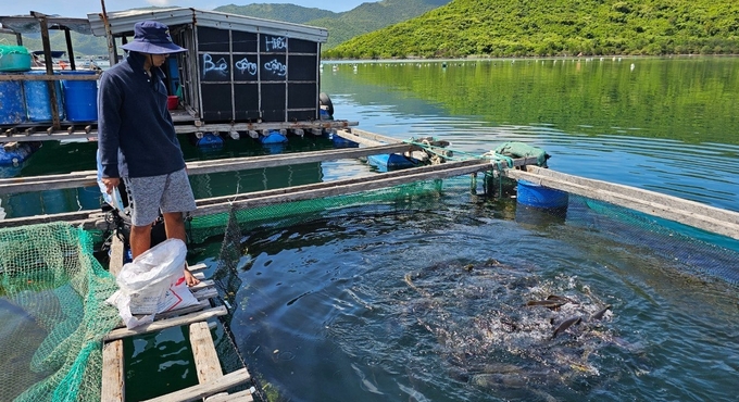Nuôi biển trên vịnh Vân Phong, huyện Vạn Ninh, tỉnh Khánh Hòa. Ảnh: KS.