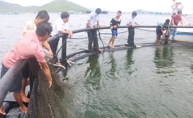 Ngư dân tự tin hơn khi nuôi biển bằng lồng HDPE so với lồng gỗ truyền thống. Ảnh: Kim Sơ.