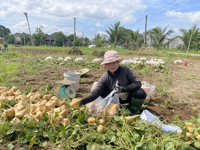 Năm nay người trồng củ đậu ở xã Đức Thắng (Mộ Đức, Quảng Ngãi) được mùa nhưng không thể tiêu thụ được. Ảnh: L.K.
