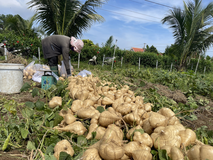 Hiện những củ đẹp, chất lượng tốt chỉ có giá 1.500 - 1.800 đồng/kg. Ảnh: L.K.