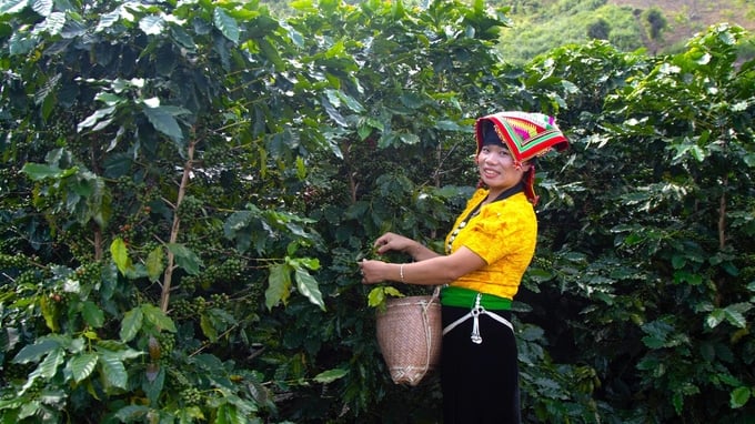 8116d4ed9f9837c66e89-141926_447.jpg Trà Cascara là một sản phẩm độc đáo được làm từ thịt của vỏ quả cà phê Arabica Sơn La. Ảnh: Trần Trung.