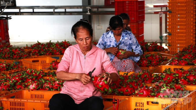 Người trồng thanh long Long An ngày càng ý thức tuân thủ chặt chẽ các yêu cầu kỹ thuật, tiêu chuẩn, quy chuẩn đối với thanh long xuất khẩu. Ảnh: Trần Trung.