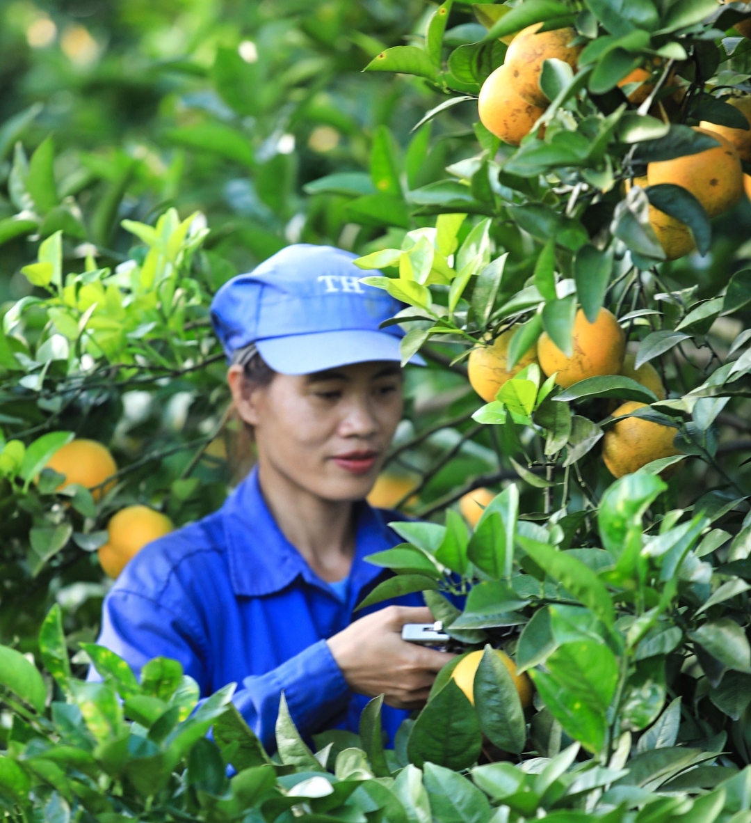 anh-7-105755_601.jpg