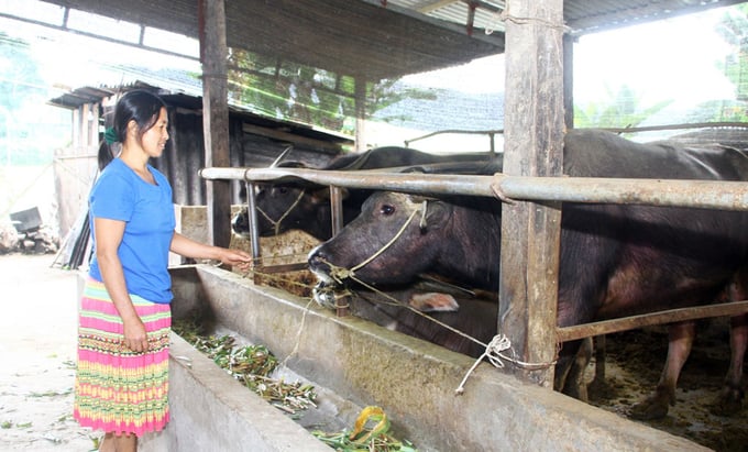 1-054818_61.jpg Gia đình bà Hoàng Thị Công chuyển sang nuôi trâu vỗ béo theo hình thức nhốt chuồng thay vì chăn thả như trước đây. Ảnh: Phạm Hiếu.