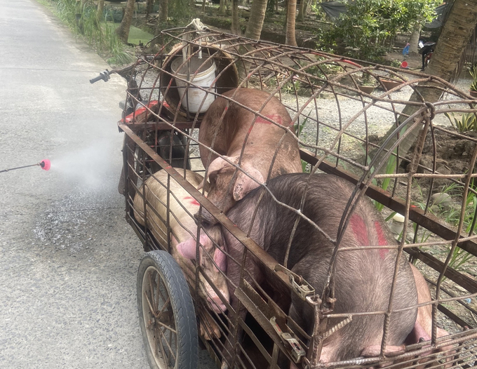 Khử trùng heo qua lại chốt kiểm dịch. Ảnh: Minh Đảm.