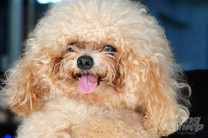 anh-3-135328_103-135329.jpg Một con chó Poodle ticup nâu tại trại có giá 50 triệu đồng. Ảnh: Lê Hoàng Vũ.