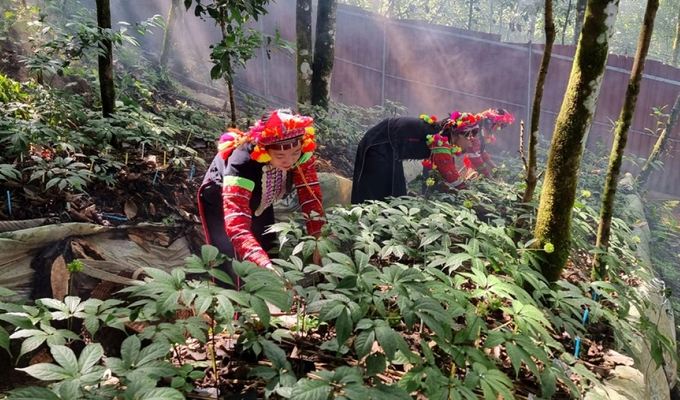 dan_toc_2jpg-092214_999.jpg Người dân huyện Mường Tè trồng sâm Lai Châu dưới tán rừng, nâng cao thu nhập. Ảnh: T.L.