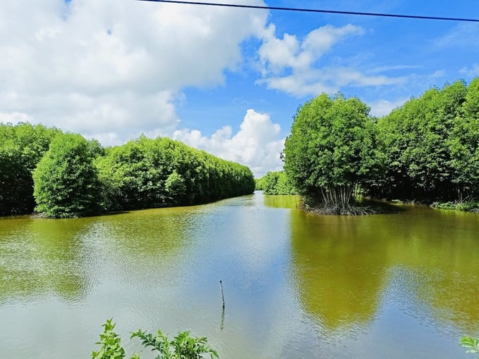 z4944964930898_fc06622eddf68f1888c83f7c58aad6c4-150317_893.jpg Mô hình tôm - rừng vừa giúp phát triển kinh tế, vừa bảo vệ môi trường sinh thái. Ảnh: Trọng Linh.