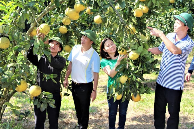 Mô hình là điểm sáng của huyện Thanh Chương. Ảnh: Việt Khánh.