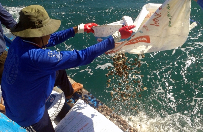 The waters of the former Binh Thuan province are home to a variety of distinctive bivalve mollusk species with high economic value. Photo: KS.