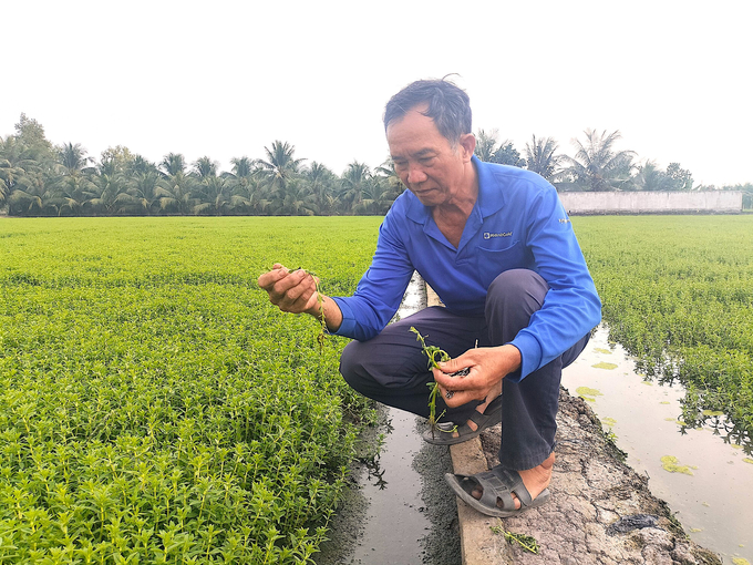Mô hình sử dụng phân hữu cơ của ông Trần Trung Thành ở ấp Tây 2, xã Long Định, huyện Châu Thành mang lại hiệu quả khá. Ảnh: Minh Đảm.