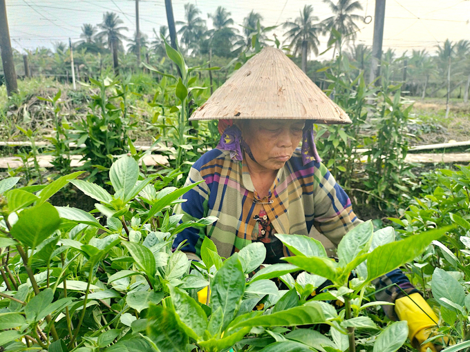 Cây rau quế của ông Huỳnh Kim Quang lá xanh mướt, to, khỏe nhờ sử dụng kết hợp phân bón hữu cơ. Ảnh: Minh Đảm.