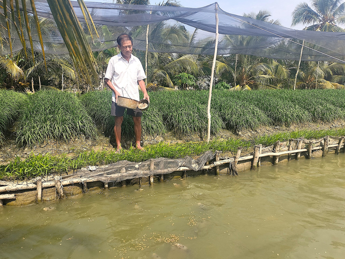Ông Phạm Tấn Hùng ở xã Thân Cửa Nghĩa (huyện Châu Thành) nuôi cá tai tượng dưới mương trong đám rẫy. Ảnh: Minh Đảm.