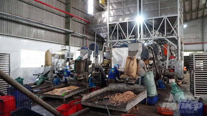 Công ty Hạt điều Nga Biên chi hơn 20 tỉ đồng để đầu tư hệ thống máy móc chế biến sâu hạt điều. Ảnh: Lê Bình.