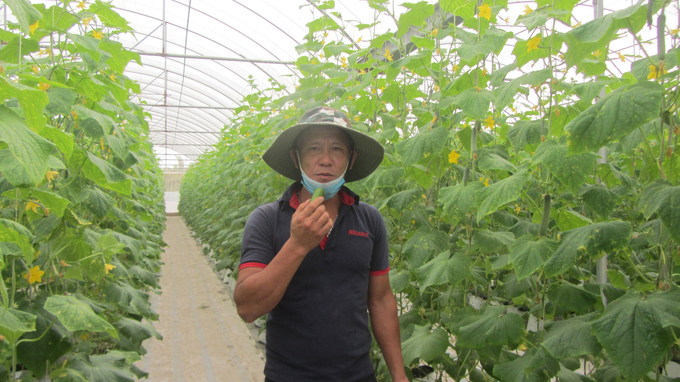 3-120117_613.jpg Dưa chuột sản xuất theo hướng hữu cơ có thể ăn khi vừa hái từ cây. Ảnh: Hải Tiến.