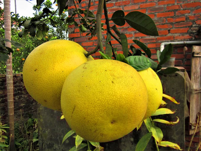 img_0443-103212_934.jpg Những quả bưởi được chăm sóc đúng kỹ thuật. Ảnh: NNVN.