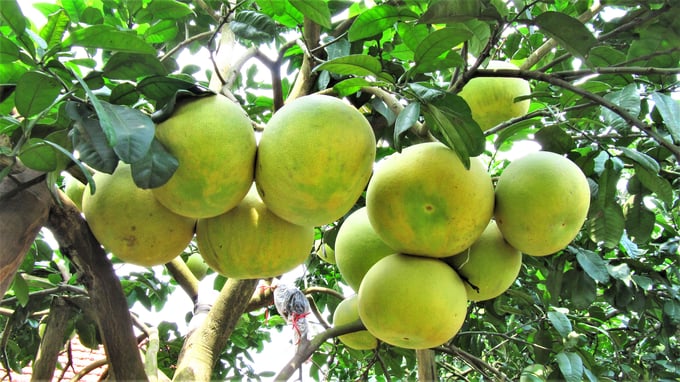 img_0876-103216_138.jpg Bưởi đẹp nhờ chăm sóc. Ảnh: Tư liệu.