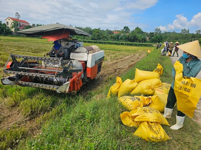 z5001399632376_0d2cf452a5e22cef58e3e18b9ab69d31-104553_296.jpg Năng suất lúa tại Quảng Bình luôn đạt cao trong những năm qua. Ảnh: Tâm Đức
