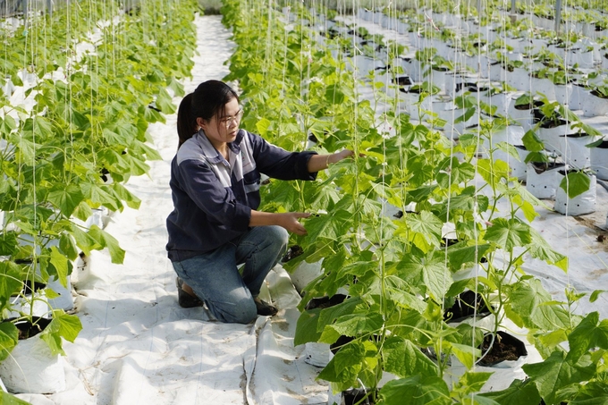 Chị Mai Thị Nhung kiểm tra sự phát triển của cây dưa lưới trong nhà màng. Ảnh: Tâm Phùng.