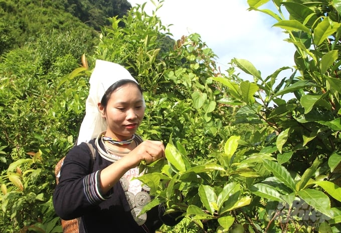 Toàn huyện Na Hang có 110ha chè shan tuyết sản xuất theo tiêu chuẩn hữu cơ. Ảnh: Đào Thanh.
