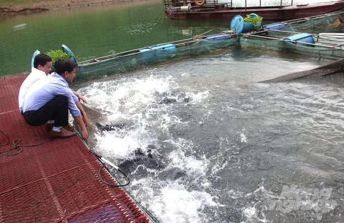 Diện tích mặt nước vùng lòng hồ rộng lớn là điều kiện thuận lợi để huyện Na Hang chăn nuôi thủy sản theo hướng hữu cơ, sinh thái. Ảnh: Đào Thanh.