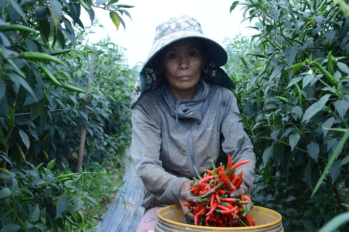 z4237957307816_26b35215331e09d0e9c2fca94988513b-141853_616.jpg Các sản phẩm phục vụ xuất khẩu của tỉnh Quảng Ngãi đang gặp khó khăn trong việc liên kết sản xuất với các doanh nghiệp có tiềm lực. Ảnh: Lê Khánh.