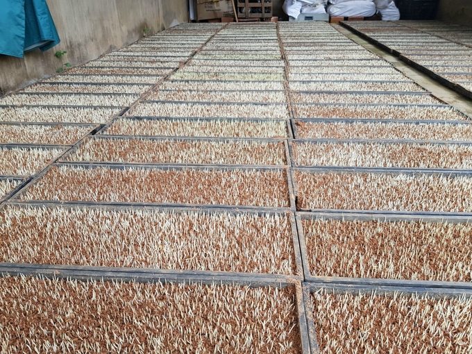 HTX Nông nghiệp Ân Tín (huyện Hoài Ân, Bình Định) gieo mạ để cấy lúa hữu cơ. Ảnh: V.Đ.T.