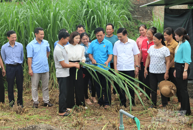 Nhiều mô hình vận dụng quy trình tuần hoàn, sử dụng chất thải chăn nuôi ủ phân hữu cơ để trồng cỏ phục vụ trở lại cho chăn nuôi được phổ biến rộng rãi ở Thái Nguyên. Ảnh: Phạm Hiếu.