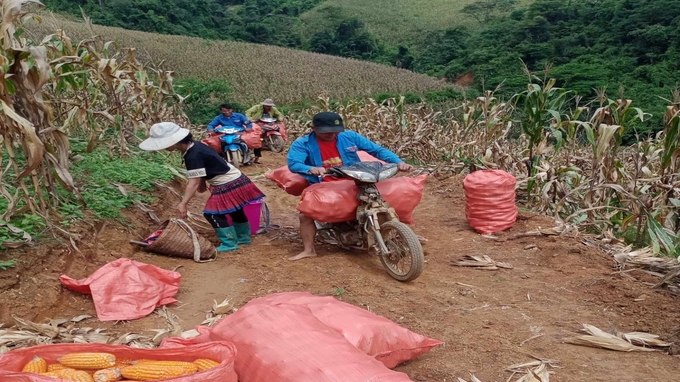 Vụ thu đông năm nay ngô được mùa, giá bán lại cao bà con ai cũng rất phấn khởi. Ảnh: Hồng Nhung.