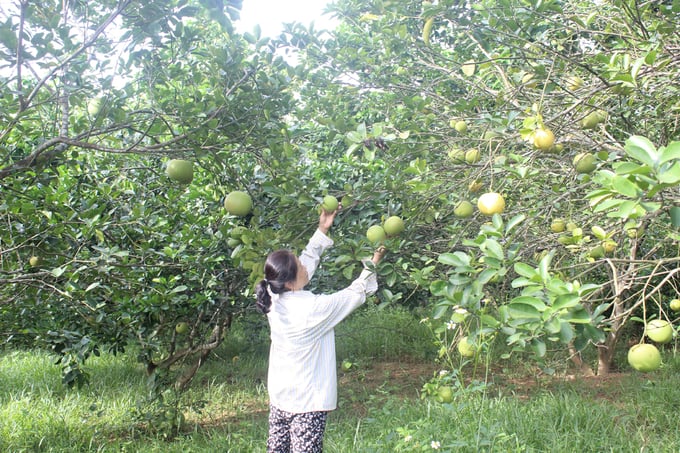 Những vườn bưởi không được đầu tư chăm sóc, quả đã ít, chất lượng lại rất kém. Ảnh: Hồ Quang.
