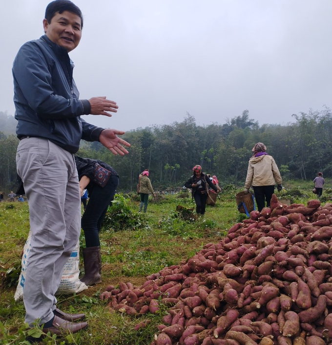 1-210236_38.jpg Thu hoạch khoai lang ở xã Phú Cường.