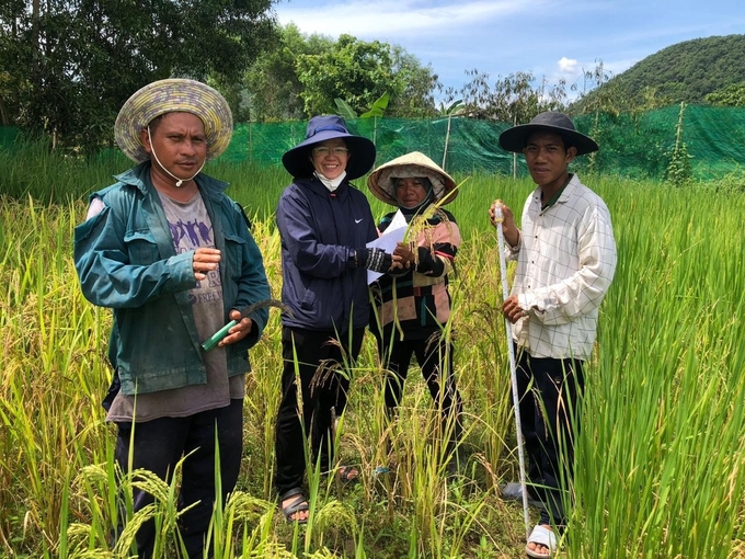 Mô hình lúa tuần hoàn ở xã Phan Sơn, huyện Bắc Bình, Bình Thuận.