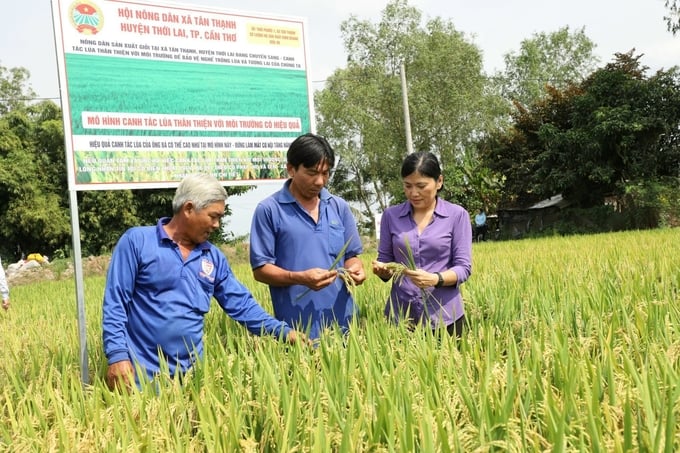 Mô hình lúa thân thiện môi trường tại thành phố Cần Thơ.