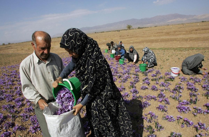 463728132-172516_955.jpg Người nông dân Iran thu hoạch hoa nghệ tây. Ảnh: WNYC.