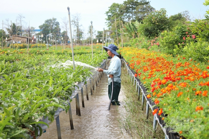 Làng hoa Sa Đéc đã hình thành từ những năm đầu của thế kỷ 20. Ảnh: Lê Hoàng Vũ.