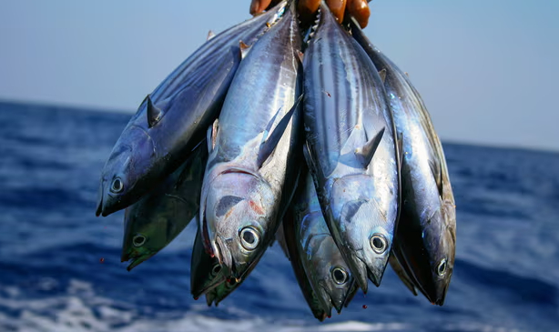 Tuna is one of the five species that make up 80% of Britain’s seafood intake but many types should be avoided. Photograph: Mauroof Khaleel/Getty Images