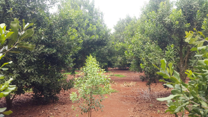 xuat-khau-hon-10-tan-mac-ca-chinh-ngach-sang-han-quoc-103113_746.jpg Đắk Lắk có hơn 4,5 nghìn ha mắc ca với sản lượng hơn trên 1,5 nghìn tấn mỗi năm. Ảnh: Quang Yên.