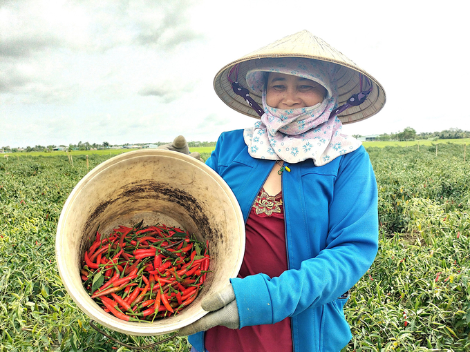 z5036440977670_7eb7e3ccd8ec9f456b01e43fce495c28-182445_755.jpg Cây ớt là cây trồng mang lại hiệu quả cao hơn gần 10 lần so với cây lúa. Ảnh: Minh Đảm.
