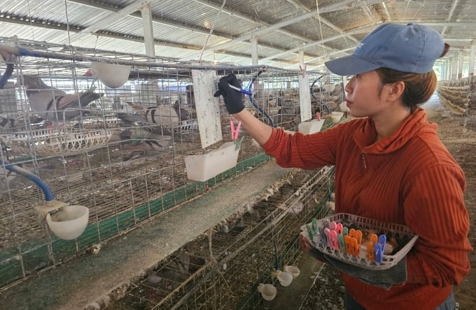 Việc thực hiện ghép chim được ghi chép đầy đủ thông tin để theo dõi. Ảnh: KS.