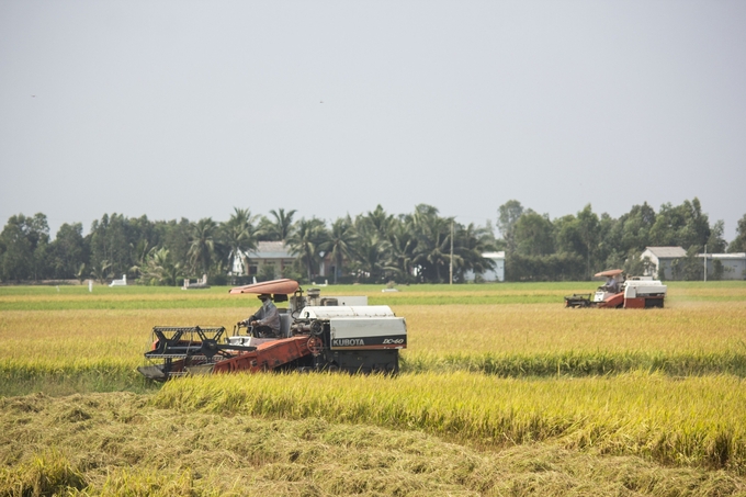 z4691888523219_780cbb7da7679ffb451f9666ac007d7a-102637_508.jpg Canh tác lúa thông minh, giống chất lượng cao giúp các HTX và người trồng lúa tại tỉnh Long An ổn định sinh kế. Ảnh: Trần Trung.