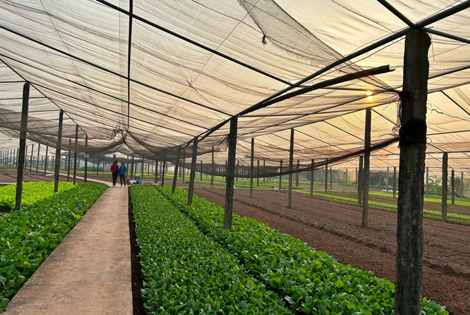 Hà Nội có 180ha rau được chứng nhận hữu cơ và đang xin chứng nhận trong năm 2023. Ảnh: Phương Thảo.