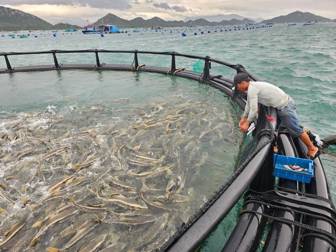 Cá bớp nuôi ở vùng biển hở lớn nhanh, khỏe mạnh, màu sắc đẹp. Ảnh: KS.