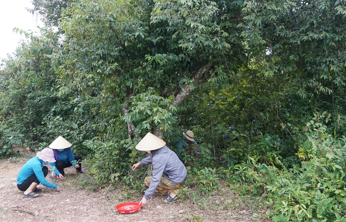 Mùa dẻ chín, bà con lại hẹn nhau vào rừng để nhặt 'lộc rừng'. Ảnh: P. Phương.