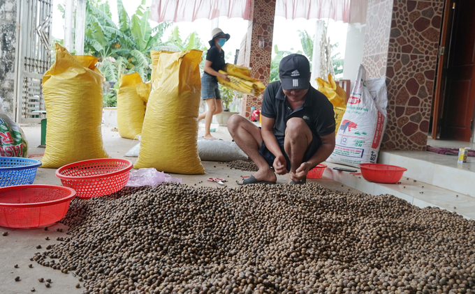 Hạt dẻ được đại lý thu mua và đóng bao để bán cho các tỉnh phía Nam. Ảnh: P. Phương.