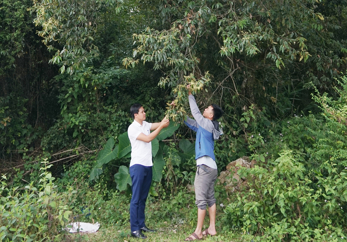 Mùa dẻ chín, bà con lại hẹn nhau vào rừng để nhặt 'lộc rừng'. Ảnh: P. Phương.