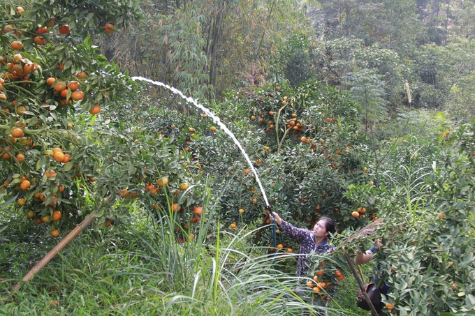 Nhiều hộ dân đã áp dụng quy trình sản xuất cam theo hướng hữu cơ để phát triển bền vững. Ảnh: Thanh Tiến.